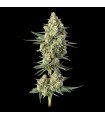 Downtown Haze 3FEM(Dirty Taxi x Super Lemon Haze)