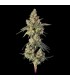 Lemdawg 3FEM(Stardawg Illuminati  x Super Lemon Haze )