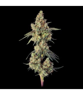 Lemdawg 3FEM(Stardawg Illuminati  x Super Lemon Haze )