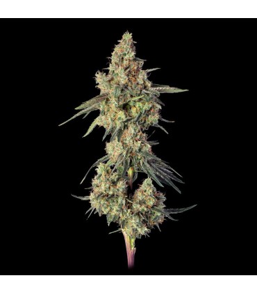 Lemdawg 3FEM(Stardawg Illuminati  x Super Lemon Haze )
