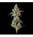 Lemdawg 3FEM(Stardawg Illuminati  x Super Lemon Haze )