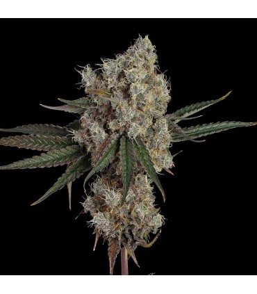 Another Level 3FEM(GMO Zkittlez x End Game 3)