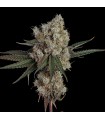Another Level 3FEM(GMO Zkittlez x End Game 3)