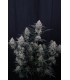 Guava Sundae Auto 3FEM