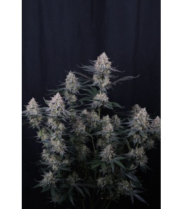 Guava Sundae Auto 3FEM