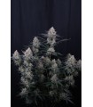Guava Sundae Auto 3FEM