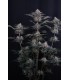 Mendo Frost Auto 3FEM