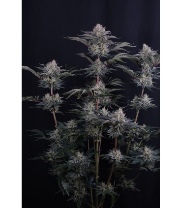Mendo Frost Auto 3FEM