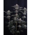 Mendo Frost Auto 3FEM