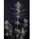 Mendo Guava Auto 3FEM