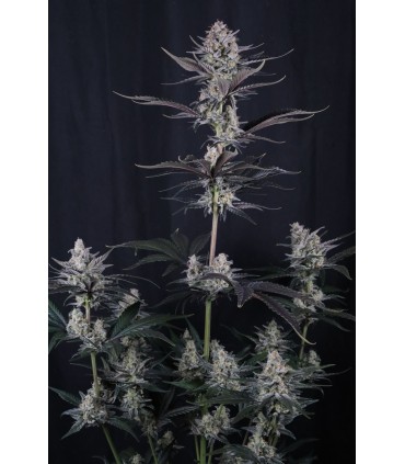 Mendo Guava Auto 3FEM