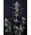 Mendo Guava Auto 3FEM