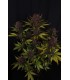 Purple Lemonade Auto RF3 3FEM