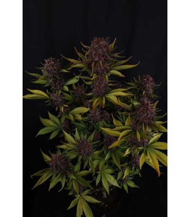 Purple Lemonade Auto RF3 3FEM
