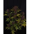 Purple Lemonade Auto RF3 3FEM