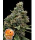 Calamansi Crystal Candy 3FEM(Paradise Punch x Calamansi)