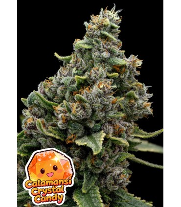 Calamansi Crystal Candy 3FEM(Paradise Punch x Calamansi)