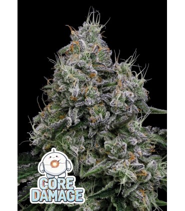 Core Damage 3FEM(Think Tank x Future)