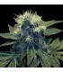 SHARKSBREATH