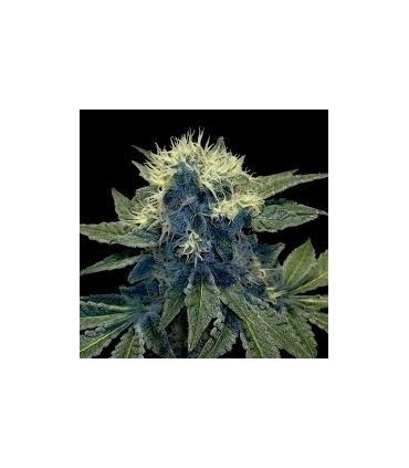 SHARKSBREATH
