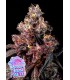 Rose Soda Auto 3FEM (Rosé Pink  x Rose Gold Runtz x Frozen Black Cherry Auto)