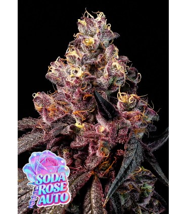 Rose Soda Auto 3FEM (Rosé Pink  x Rose Gold Runtz x Frozen Black Cherry Auto)