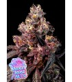 Rose Soda Auto 3FEM (Rosé Pink  x Rose Gold Runtz x Frozen Black Cherry Auto)