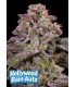 Hollywood Rain Auto 3FEM(Hollywood x Hawaiian Rain x Grape Pop Rocks Auto)