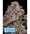 Hollywood Rain Auto 3FEM (Hollywood x Hawaiian Rain x Grape Pop Rocks Auto)