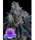 Giga Brain Auto 3FEM(Mendo Breath Auto x First Lady)
