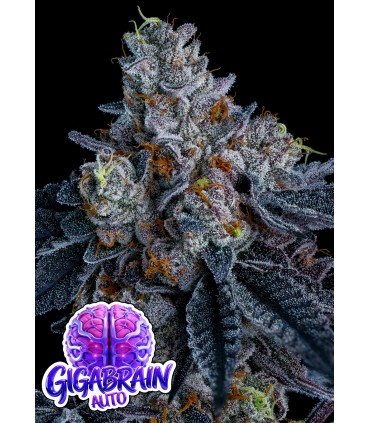 Giga Brain Auto 3FEM (Mendo Breath Auto x First Lady)