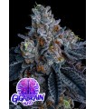 Giga Brain Auto 3FEM(Mendo Breath Auto x First Lady)