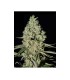 Super Critical 3FEM (Big Bud x Skunk x White Widow)
