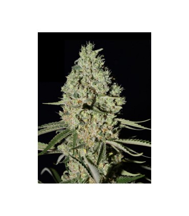 Super Critical 3FEM (Big Bud x Skunk x White Widow)