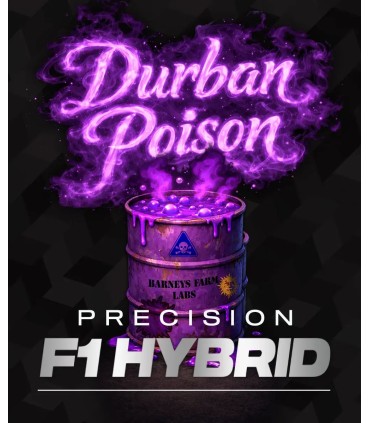 Durban Poison 3FEM(South African Landrace)