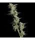 Maui Wowie 6FEM (Nahiku Wowie x Maui True Blood x Uncle Tommy´s OG) x (R1 KY Jealousy Sinful Cut)
