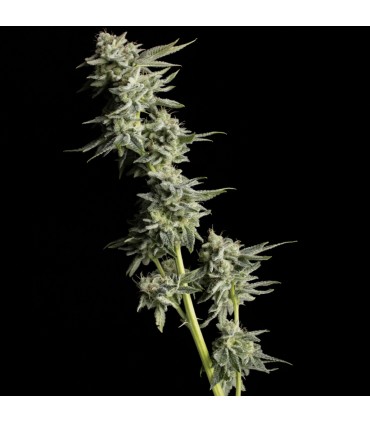 Maui Wowie 6FEM (Nahiku Wowie x Maui True Blood x Uncle Tommy´s OG) x (R1 KY Jealousy Sinful Cut)