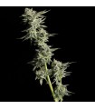 Maui Wowie 6FEM (Nahiku Wowie x Maui True Blood x Uncle Tommy´s OG) x (R1 KY Jealousy Sinful Cut)