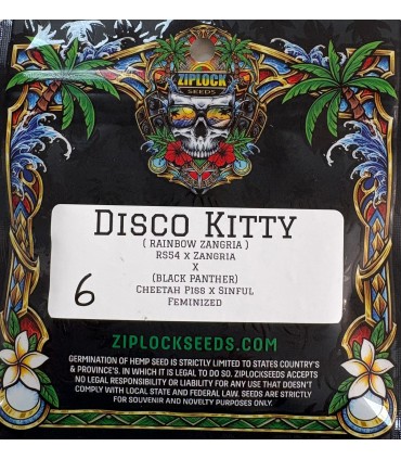 Disco Kitty  6FEM (Rain Drops 5 x Black Panther (Cheetah Piss x Sinful))