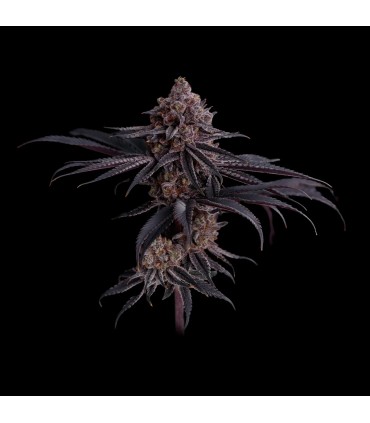 Watermelon Emoji S1 5FEM (Watermelon Z x Mr. Big Runtz)