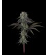 Cherry Punch x WB Bubba 5FEM