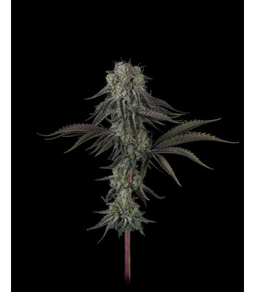 Cherry Punch x WB Bubba 5FEM