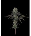 Cherry Punch x WB Bubba 5FEM