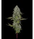 SFV OG x WB Bubba 5FEM