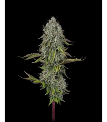SFV OG x WB Bubba 5FEM