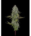 SFV OG x WB Bubba 5FEM