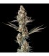 La Llorona (Devil Driver x Black Amber)