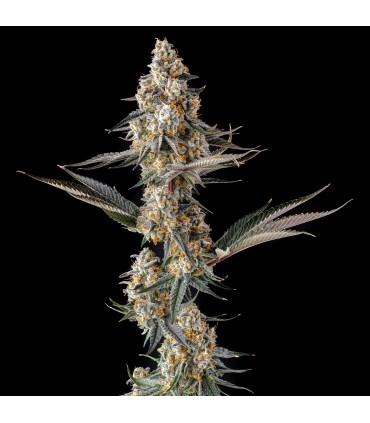 La Llorona (Devil Driver x Black Amber)