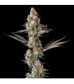 La Llorona (Devil Driver x Black Amber)