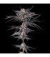 NAKAMARRA (Pink Certz x Black Amber)